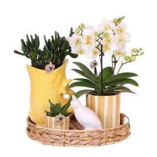 Orquídea mariposa Lausanne + suculentas en maceta decorativa sobre bandeja