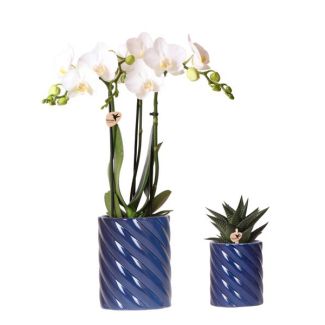 Orquídea Mariposa Amabilis + Suculenta en Maceta Decorativa Azul