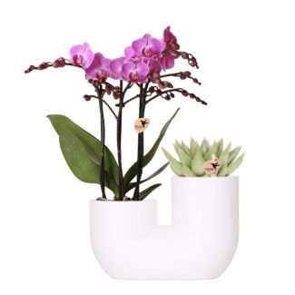 Orquídea Mariposa Viena + Suculenta en Maceta Decorativa Blanca
