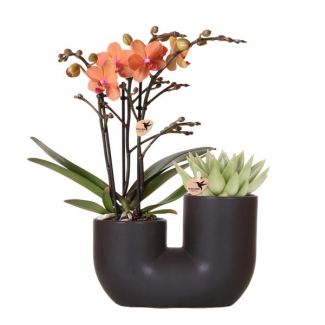 Orquídea Mariposa Bolzano + suculenta en maceta decorativa negra