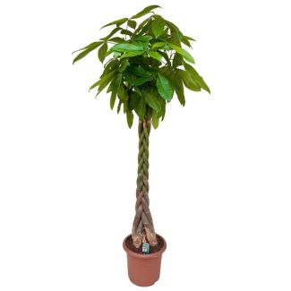 Árbol del dinero