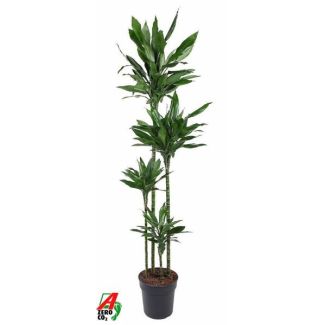 El Drago, Dracaena Janet Lind XXL, Ø27cm - ↕180cm