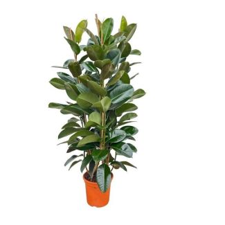 Ficus elastica 'Robusta' arbusto - 140 cm Ø27