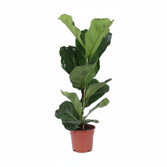 La Planta de Hojas de Violín, Ficus lyrata Arbusto, Ø17cm - ↕80cm, Planta de Interior Verde