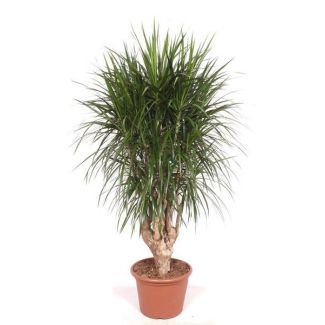 Drácena marginata ramificada XXL
