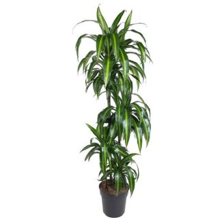 El Drago, Dracaena Hawaiian Sunshine, Planta de Interior Verde, Ø27cm - ↕150cm