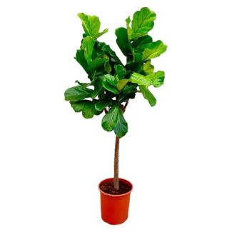 Ficus Lyrata 160 cm - Árbol de interior con hojas en forma de violín