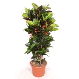 Codiaeum Petra - 180 cm de altura - Croton colorido para interiores