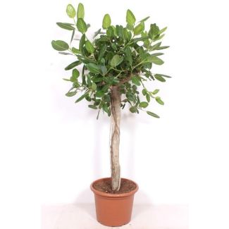 Ficus Benghalensis - planta de interior grande y lujosa de 2 metros