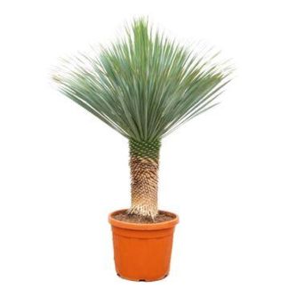 Yuca Rostrata 140–160cm – Atractivo para Sala de Estar, Pasillo y Oficina
