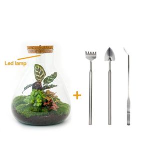 Terrario de plantas DIY con luz - Sam Calathea - Ø 24.5 cm ↑ 30 cm - Rastrillo + Paleta + Pinzas