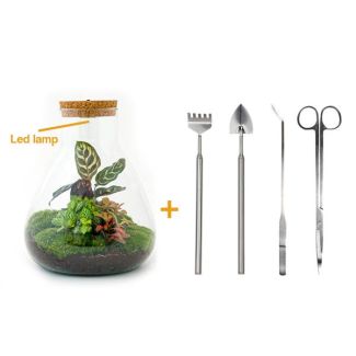 Terrario de plantas DIY con luz - Sam Calathea - Ø 24.5 cm ↑ 30 cm - Rastrillo + Pala + Pinzas + Tijeras