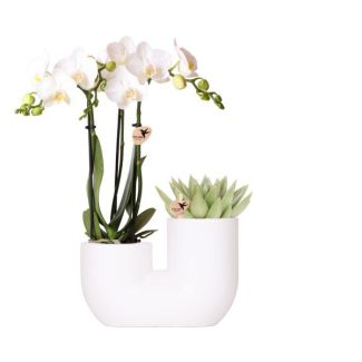 Orquídea mariposa Amabilis + Suculenta en maceta decorativa blanca