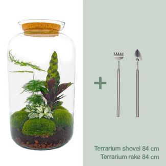 Terrario de plantas de autoensamblaje - Maceta botánica XL - 43 x 23 cm - Con plantas y accesorios incluyendo rastrillo y pala