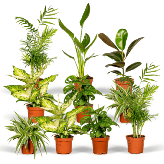 Caja Sorpresa con 10 Plantas de Interior – Un Regalo Verde Lleno de Sorprisas
