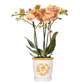 Orquídea mariposa Jamaica en maceta decorativa Málaga naranja