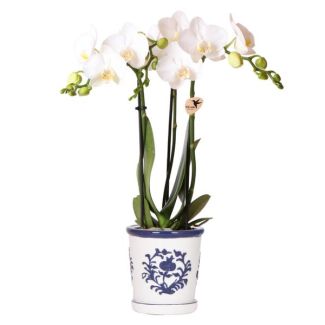 Orquídea Mariposa Amabilis en maceta decorativa Málaga Azul