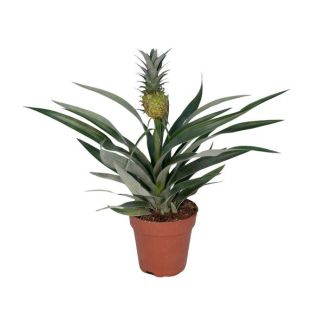 Planta de piña