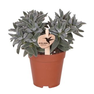 planta suculenta Tarantula