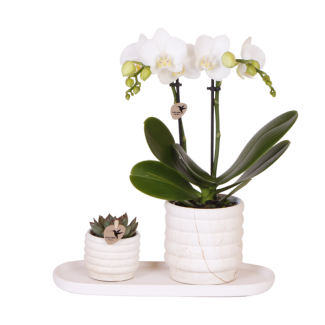 ¡Consejo! Set de regalo, Set de plantas Slow Living pequeña, Orquídea blanca Lausanne Ø9cm, Suculenta verde Ø6cm, Macetas de cerámica, Bandeja blanca ovalada.