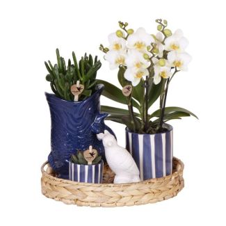Orquídea mariposa Lauanne + Suculentas en maceta decorativa Fish/Rayada Azul