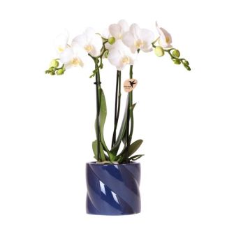 Orquídea Mariposa Amabilis en Maceta Decorativa Azul