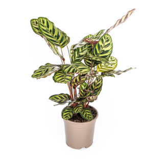 Goeppertia makoyana / Calathea Makoyana - Buena planta de interior purificadora de aire de aproximadamente 45 cm de altura