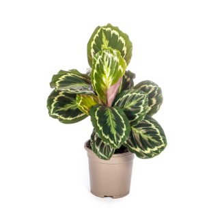 Planta Pavo Medallón - Para habitaciones de media sombra - Calathea Medallion 45 cm de altura