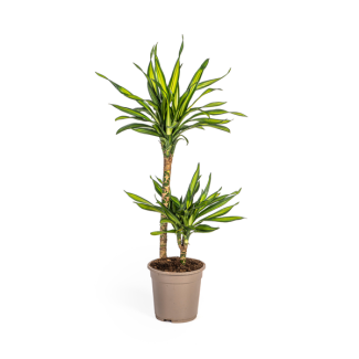 La Dracaena, Hoja Verde con Bordes Blancos. Aspecto Tropical, Planta de Interior Verde, Dracaena Deremensis Rikki Ø19cm - ↕80cm