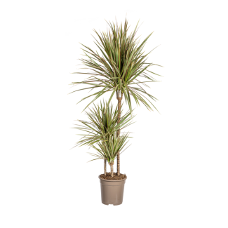 Dracaena Marginata Bicolor, Hoja Verde con Rayas Crema/Rosa Claro en los Bordes. Aspecto Tropical, Planta de Interior Verde, Dracaena Marginata Bicolor Ø21cm - ↕120cm