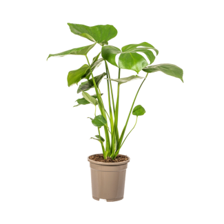 La Monstera Tauerii, Hojas en Forma de Corazón, Planta con Agujeros, Planta de Interior Verde, Monstera Deliciosa Tauerii Ø17cm - ↕60cm