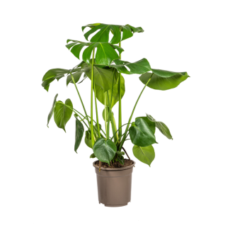La Monstera Tauerii, Hojas en Forma de Corazón, Planta con Agujeros, Planta de Interior Verde, Monstera Deliciosa Tauerii Ø21cm - ↕80cm