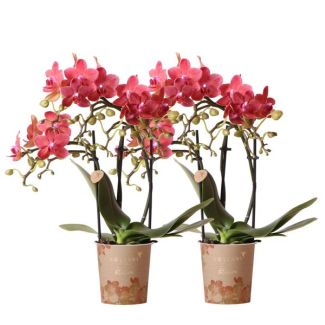 2 Orquídeas Mariposa Congo