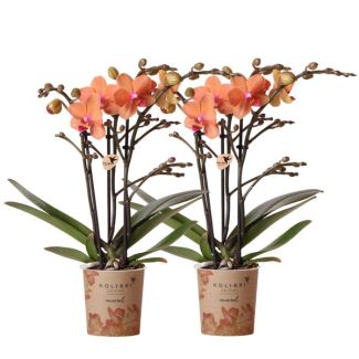 2 Piezas de Orquídeas Mariposa Bolzano