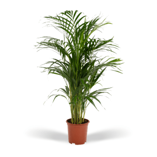 Palma Areca / Palma de Oro planta de interior, Areca palma - Ø19cm - ↕70cm