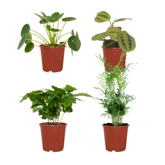 4 Plantas amigables con los animales