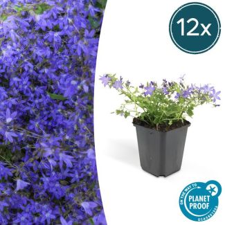 12x Campanula poscharskyana 'Stella' - 10-20cm - Ø9cm - ideal para bordes y como cubresuelos