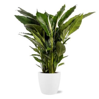 La Planta Cuchara o La Lirio de la Paz, Conocida por sus Flores Blancas, Spathiphyllum Sweet Sebastiano - Ø24cm - ↕110cm + Maceta Blanca Bruselas D25x23cm
