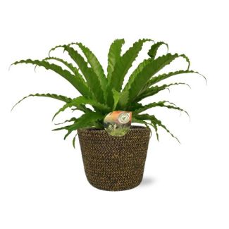 Asplenium Osaka - Ø17 cm - alto 40 cm + maceta Selin D18x16 cm - negro
