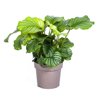 Planta de terciopelo, Verde plateado de hoja redonda, Planta de interior tropical, Calathea Orbifolia Ø27cm - ↕80cm