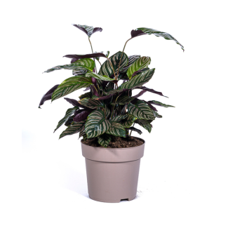 Planta de terciopelo, Planta de interior tropical, Calathea Ornata Sanderiana Ø27cm - ↕70cm