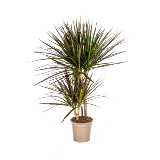 Dracaena, Dracaena de sangre, Hojas largas y estrechas con borde rojo, Planta de interior, Dracaena Marginata Magenta Ø17cm - ↕60cm