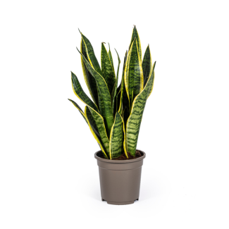 Lengua de suegra, Planta serpiente, Hoja lanceolada verde oscuro, Lengua de suegra, Hoja lanceolada verde oscuro con rayas, Sansevieria Trifasciata Futura Superba Ø17cm - ↕50-55cm