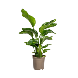 Planta Ave del Paraíso Blanca, Esferas Tropicales, Planta de Interior Verde, Strelitzia Nicolai Ø21cm - ↕ 65-70 cm