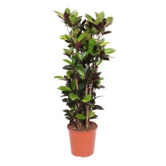 Planta Maravilla / Codiaeum Iceton - 140 cm - Planta de Interior Colorida y Purificadora de Aire ⌀ 27 cm