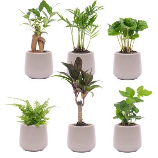 Set de 6 Mini-plantas en macetas Joey grises Ø7cm - ↕15cm Altura