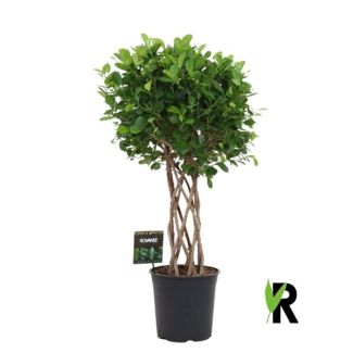 Ficus Moclame - Planta de interior con tronco cilíndrico trenzado destacado - 120 cm