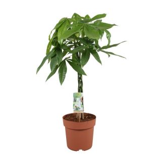 Árbol del dinero