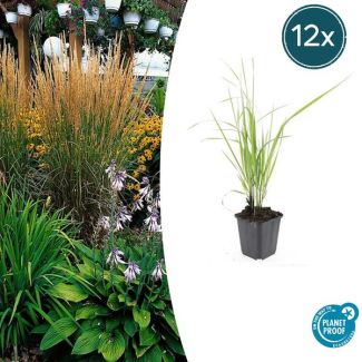 12x Hierba de pampa 'Karl Foerster' | Calamagrostis acutiflora ↕10-25cm