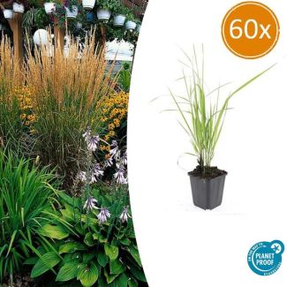 Cortadera llamativa 60 piezas - Gramíneas ornamentales exteriores ↕10-25cm | Calamagrostis acut. Karl Foerster